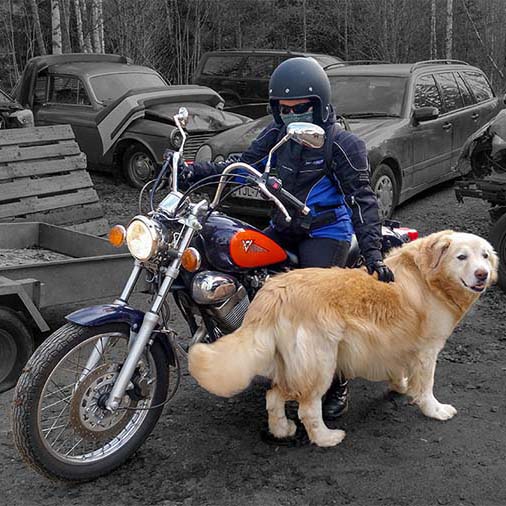 Moottoripyöräilijä ja Harley Davidson Sportster sekä koira..